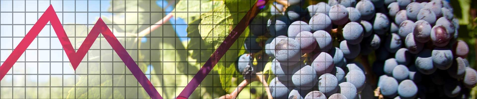 Foto para: Cosecha de Uvas