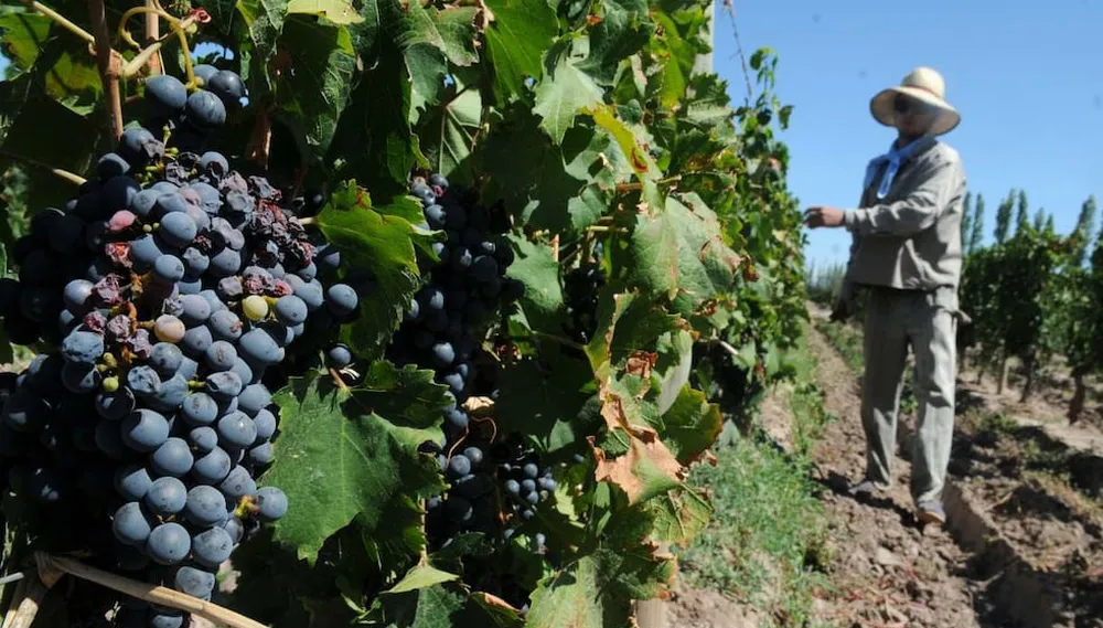 Foto para: 01 de febrero Día del trabajador Vitivinícola