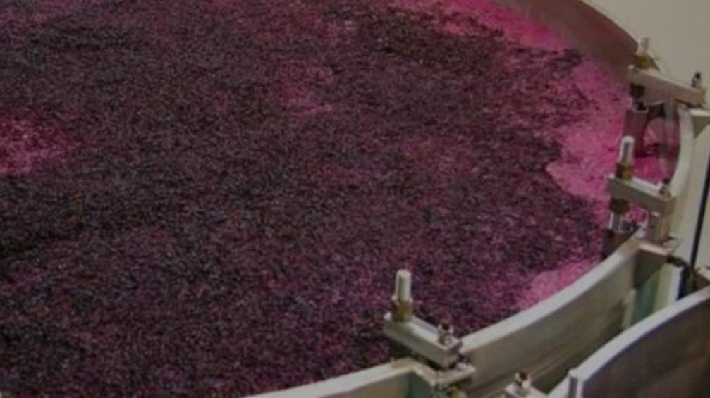 Foto para: Pauta diversificadora de uvas 2023