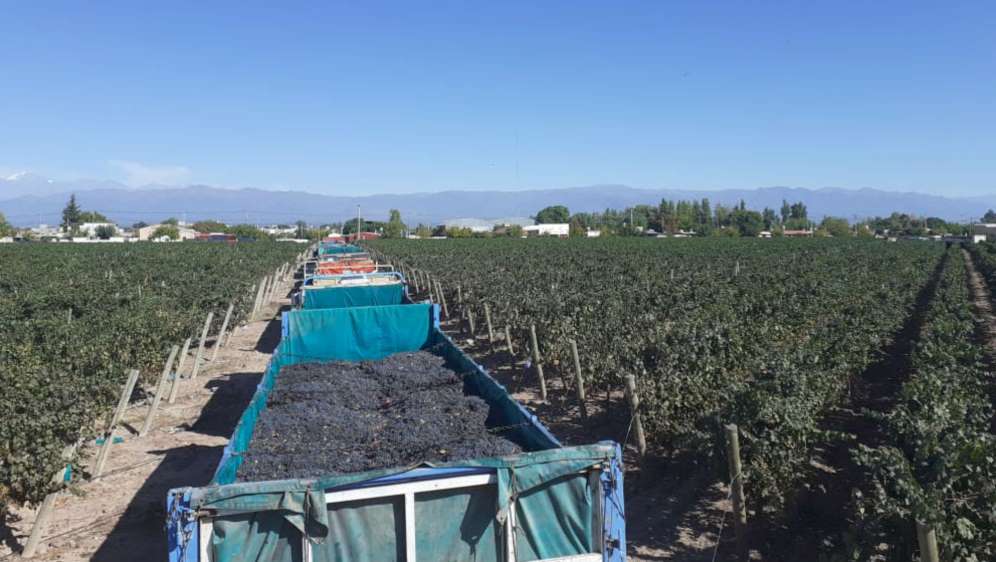 Foto para: Disconformidad por la presentación del Documento de Tránsito Vegetal en el traslado de uvas. 