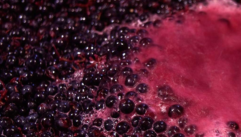 Foto para: Pauta diversificadora de uvas 2022