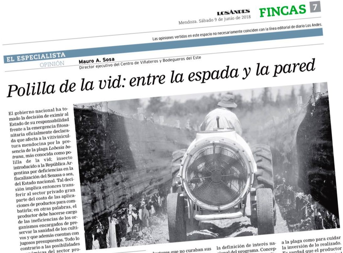 Foto para: Polilla de Vid. Entre la espada y la pared