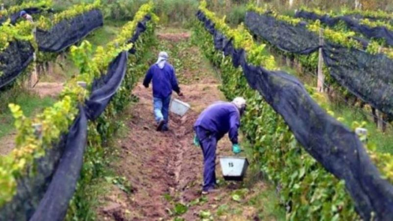 Foto para: Cosecha de uvas 2020. Informe proceso de elaboración