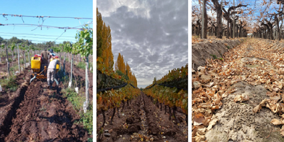 Foto para: Buenas prácticas agrícolas en vitivinicultura