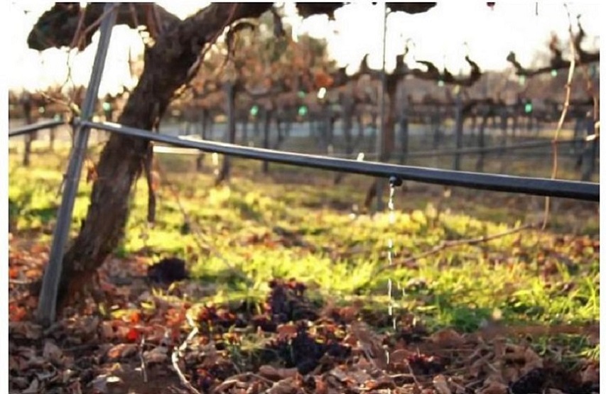 Foto para: SUSTENTABILIDAD Y RENTABILIDAD EN VITICULTURA