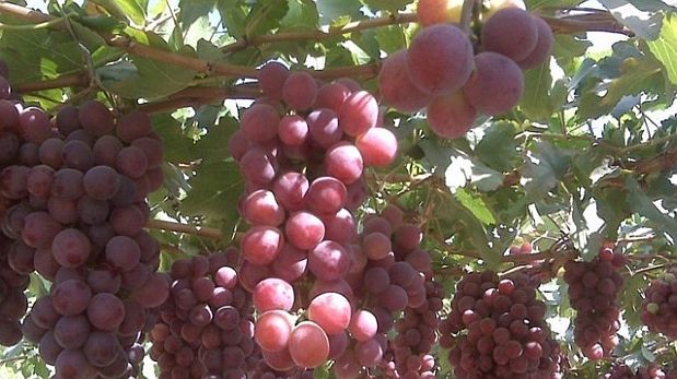 Foto para: <b>SENASA: INSCRIPCIÓN DE PRODUCTORES DE UVA EN FRESCO PARA COMERCIALIZAR PRODUCTOS.</b>