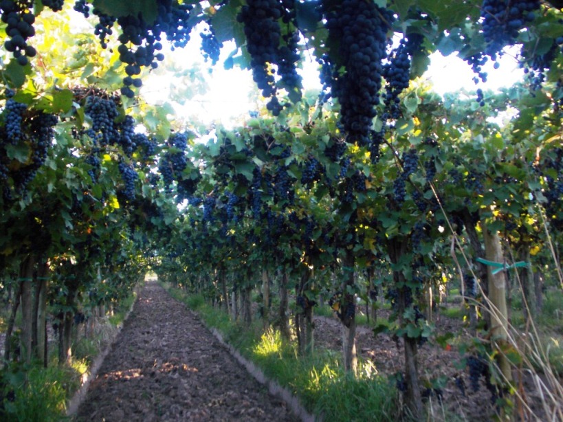 Foto para: <strong>¿QUIÉN CUMPLIÓ CON LA DIVERSIFICACION DE UVAS EN MENDOZA?</strong>